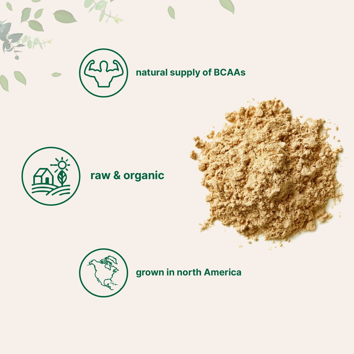 Micro Ingredients Organic Pea Protein Powder 2.2 Pound