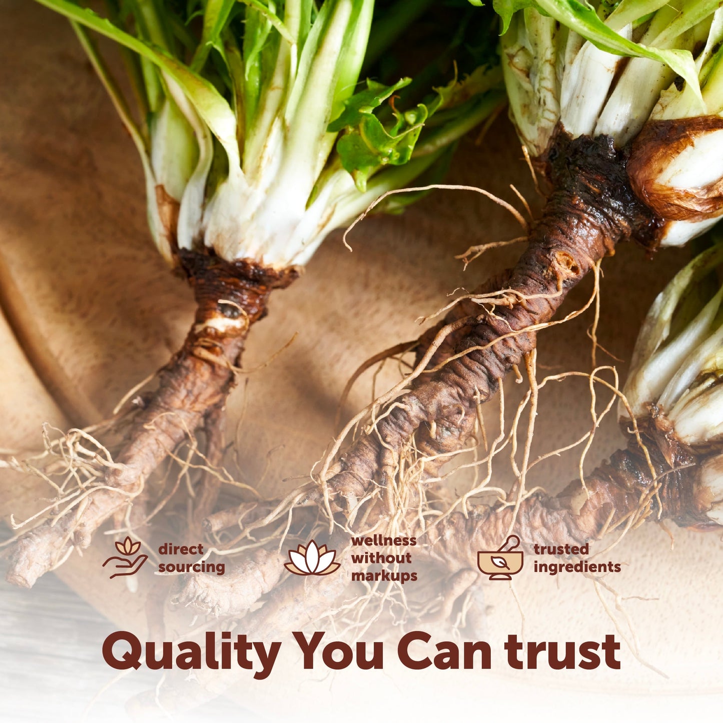 Micro Ingredients Dandelion Root with Turmeric Root and Ginger Root, 240 Milk Thistle Oil Softgels
