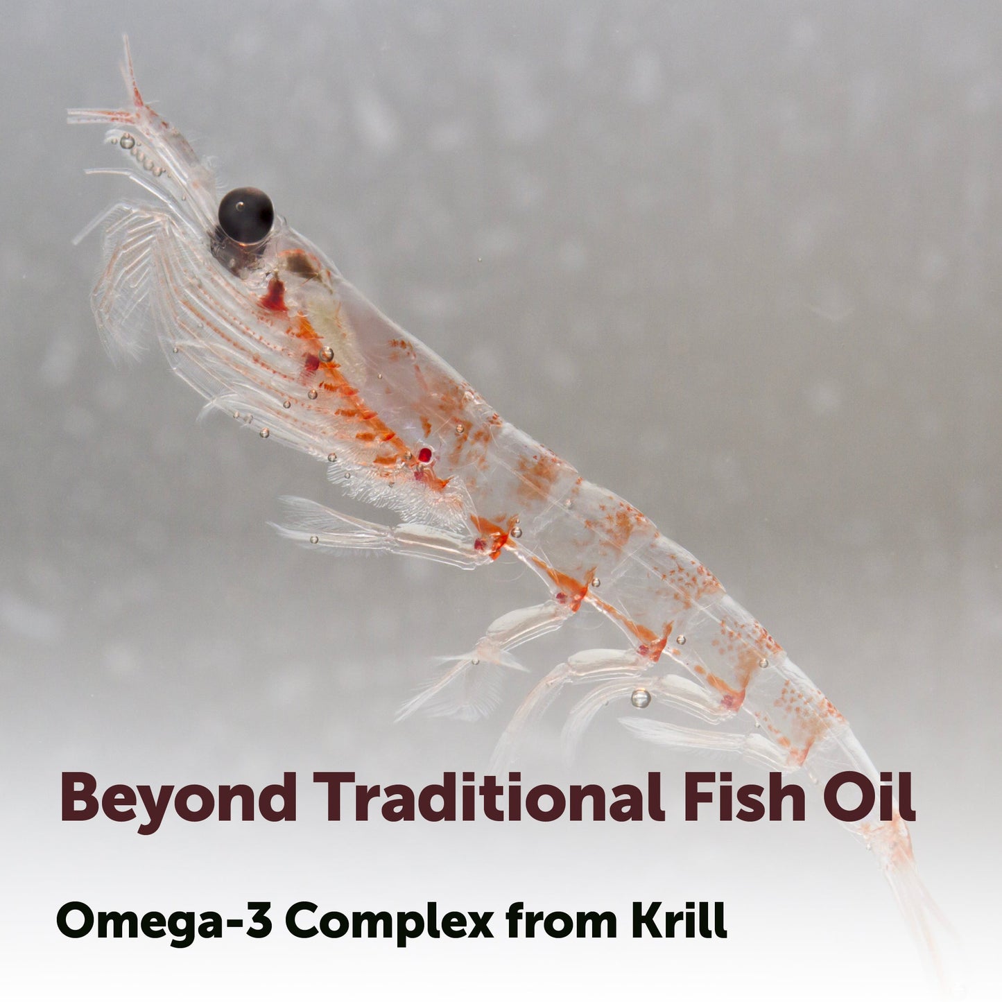 Micro Ingredients Antarctic Krill Oil 2000mg, 240 softgels