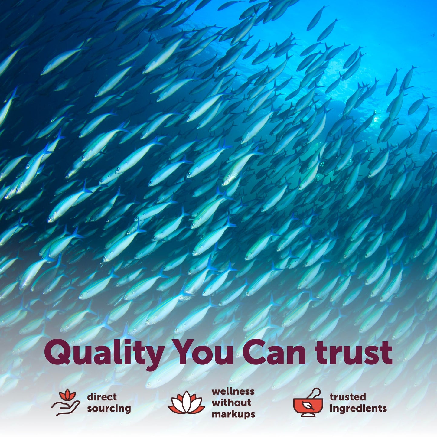 Micro Ingredients Omega-3 Fish Oil Complex for Women 3000mg, 240 Softgels