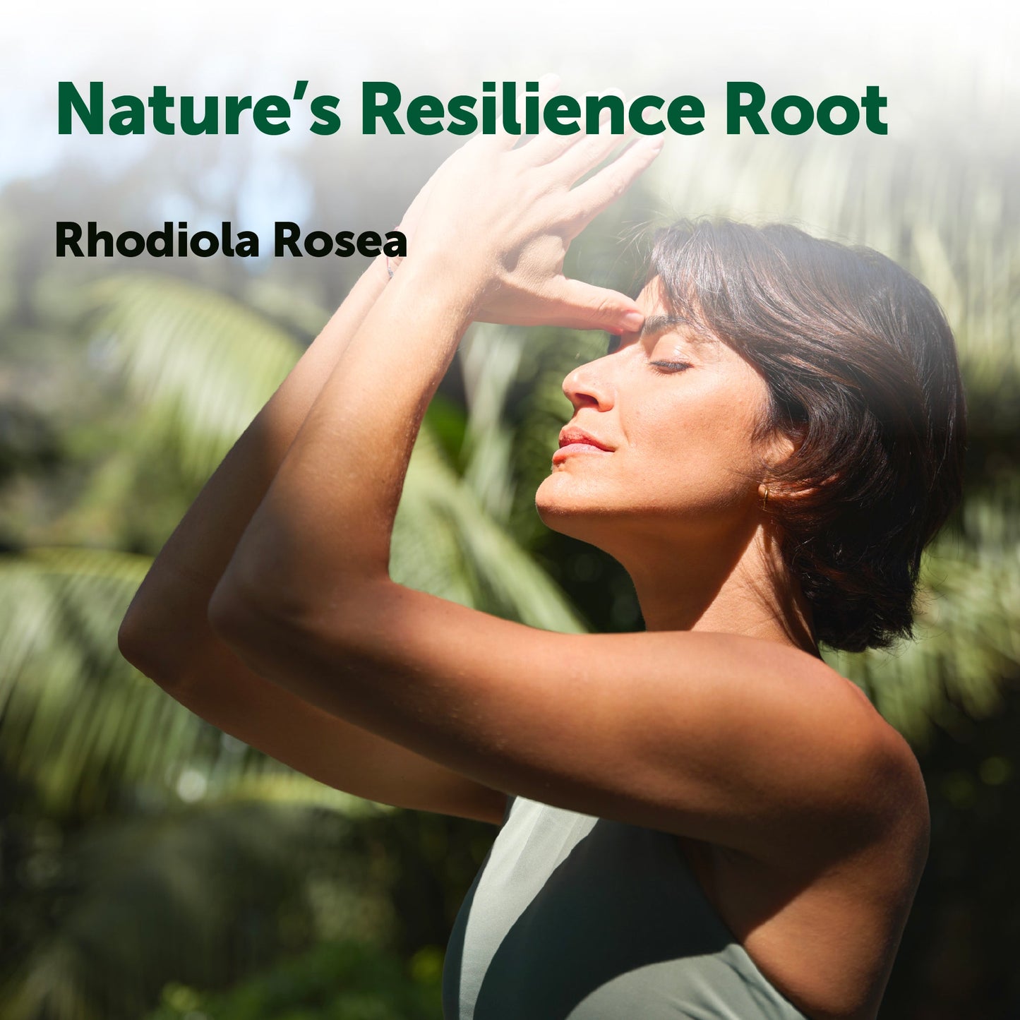 Micro Ingredients Rhodiola Rosea Complex 3000mg, 240 Vegetarian Capsules