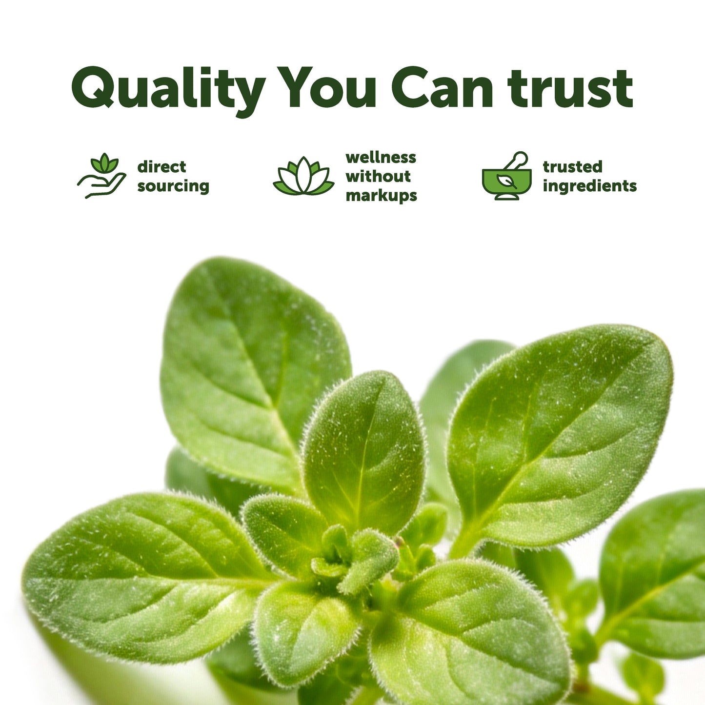 Micro Ingredients Oil of Oregano with Black Seed Oil Softgels