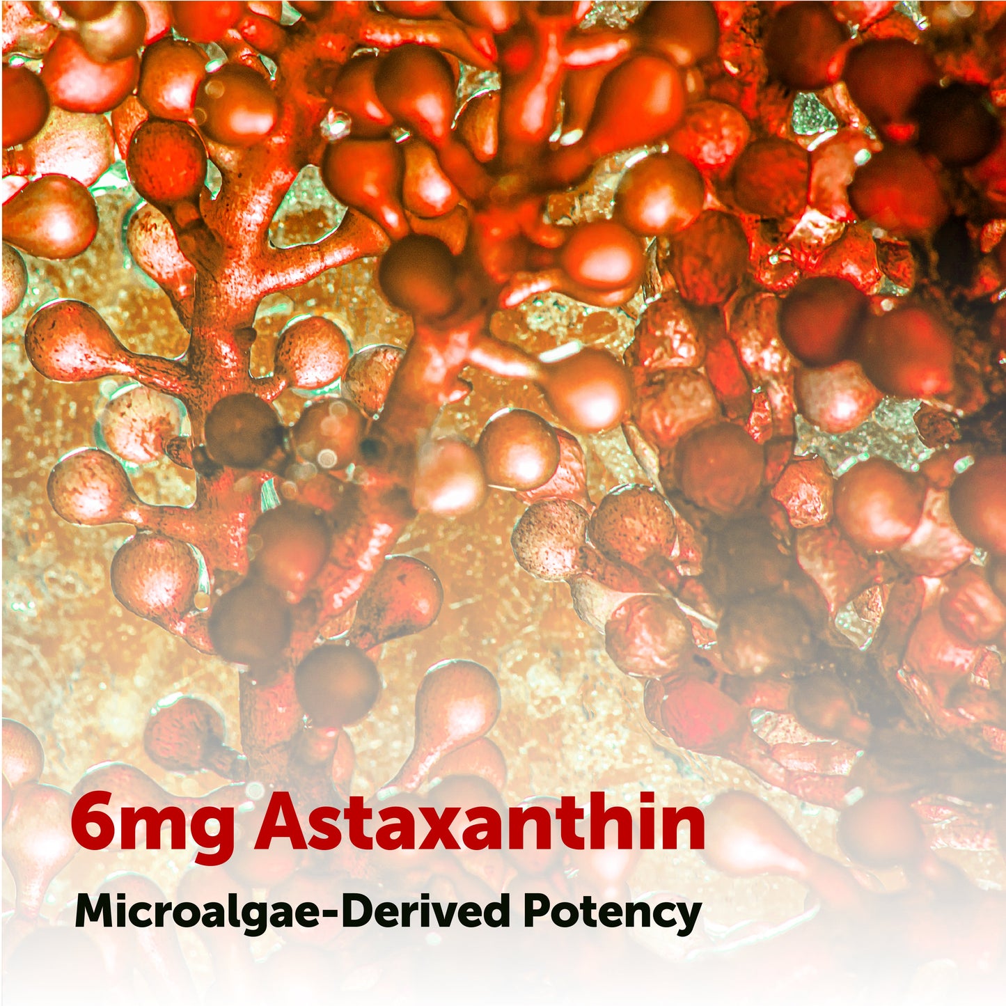 Micro Ingredients Astaxanthin 6mg with MCT Oil Softgels