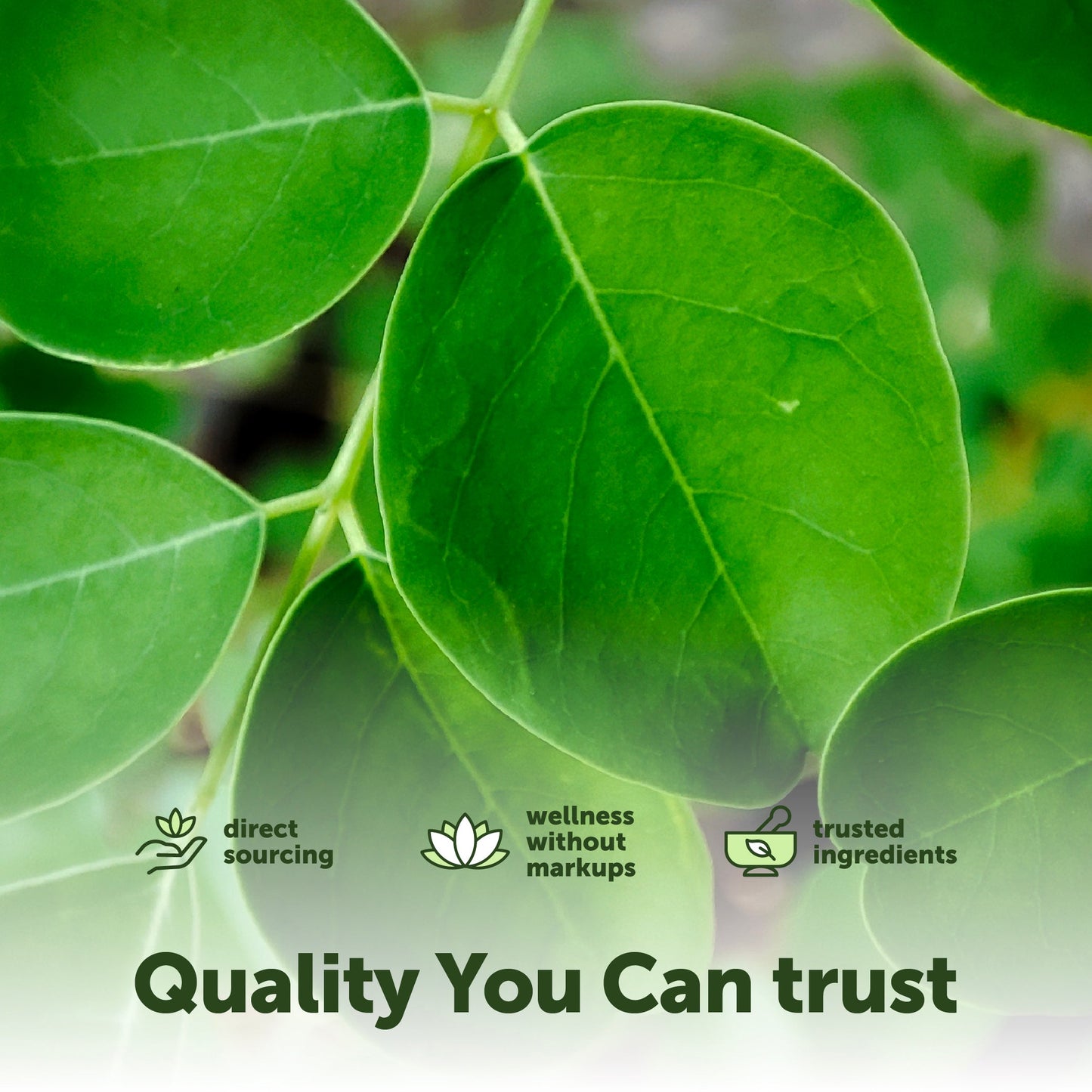 Micro Ingredients Moringa with Oregano Oil, Black Seed Oil & Omega-3, 240 Flaxseed Oil Softgels